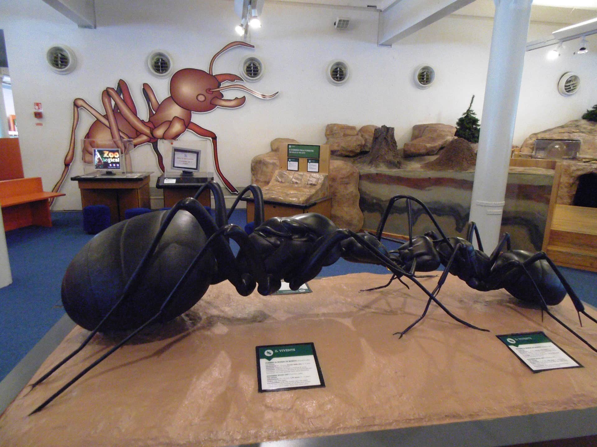 Large ant model displayed in a museum