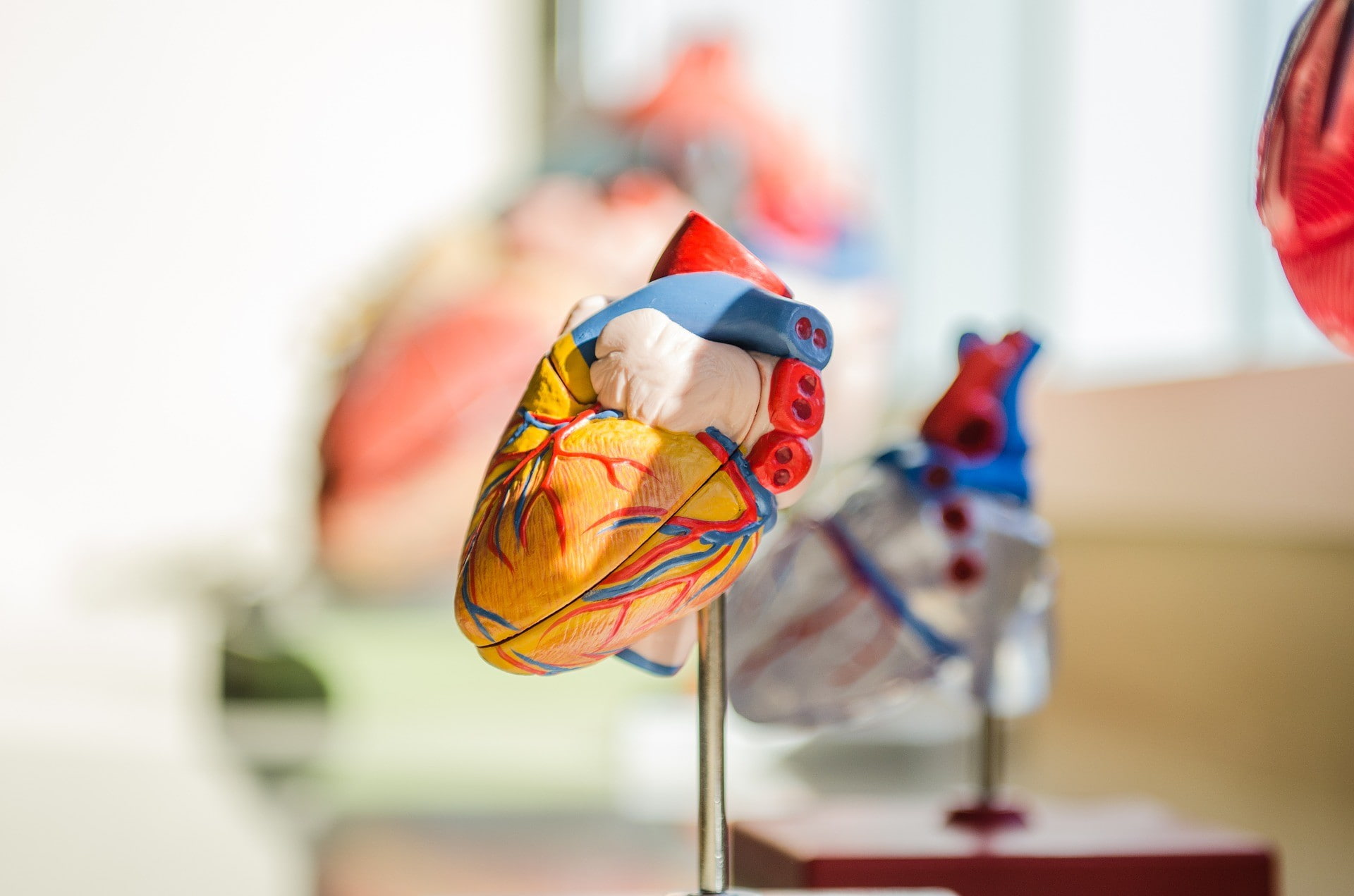 Anatomical heart model