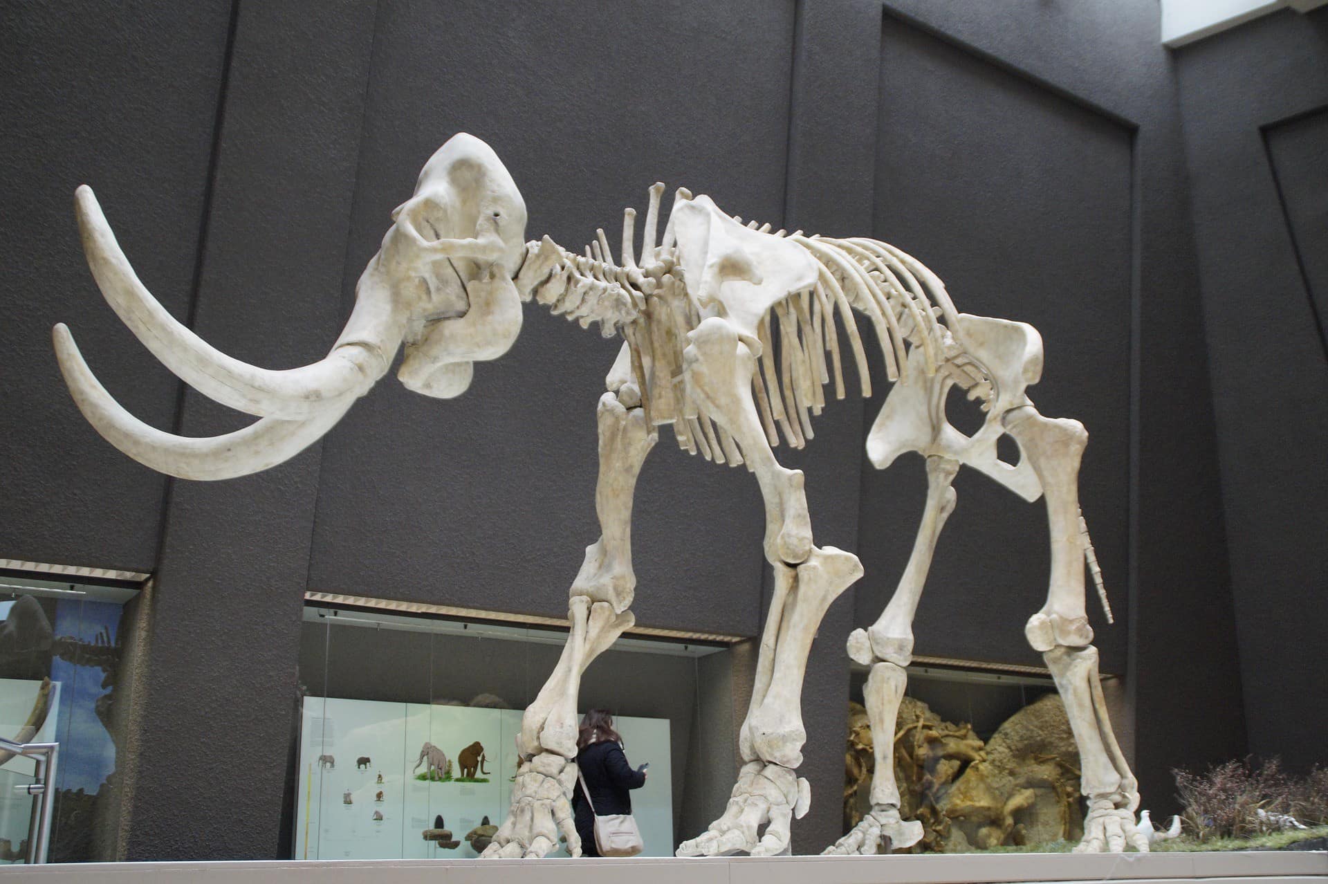 Large mammoth skeleton in a museum hall