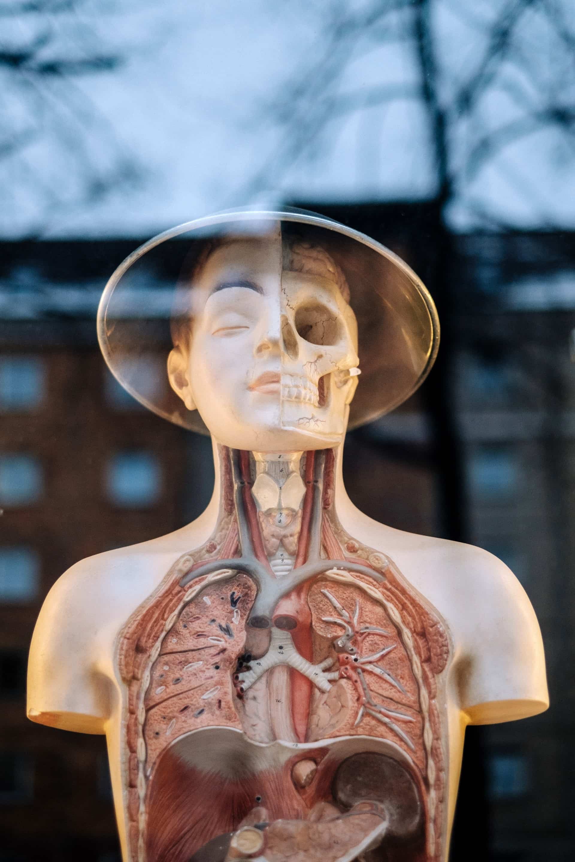 Human anatomy model