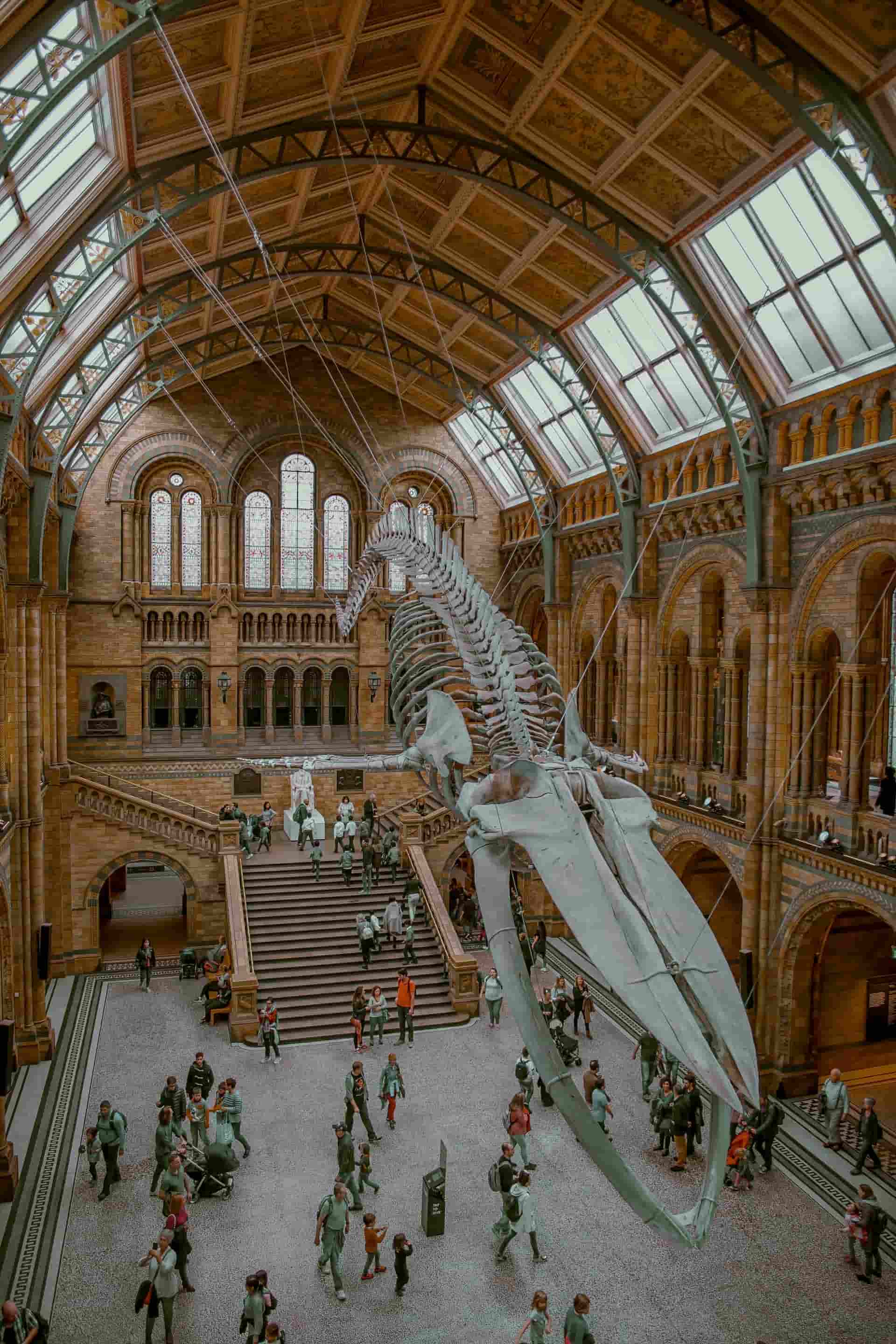 Animal skeleton in museum hall